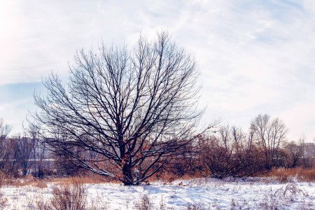 Photo for Oak Tree in the Snow - Royalty Free Image