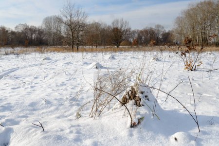Téléchargez les photos : Beau paysage d'hiver. nature arrière-plan - en image libre de droit