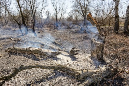 Téléchargez les photos : Brûler des arbres dans les friches - en image libre de droit