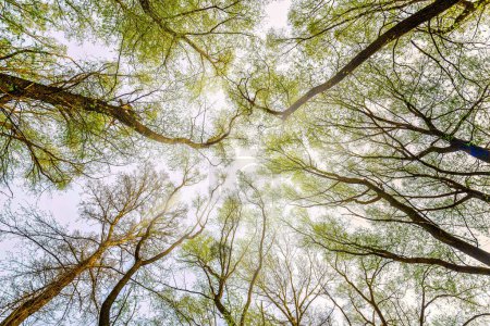 Téléchargez les photos : Regardant les arbres au feuillage vert luxuriant au printemps - en image libre de droit