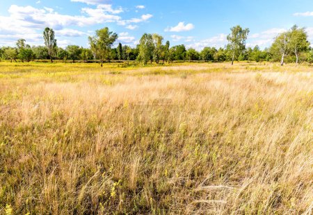 Téléchargez les photos : Diverses herbes dans la prairie d'automne - en image libre de droit