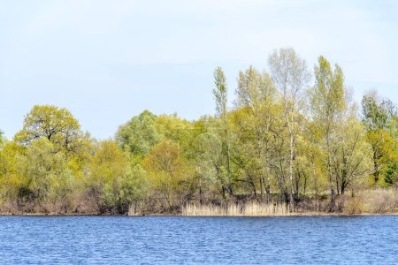 Téléchargez les photos : Vue sur les arbres près de la rivière Dnipro - en image libre de droit