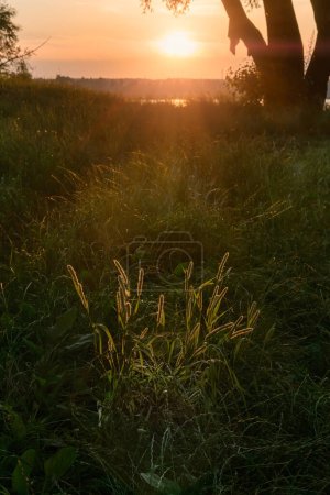 Téléchargez les photos : Phleum Pratense Plante au coucher du soleil - en image libre de droit
