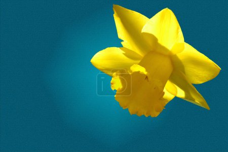 Téléchargez les photos : Narcisse jaune, vue rapprochée, concept été - en image libre de droit