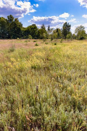 Téléchargez les photos : Galium verum dans la prairie - en image libre de droit