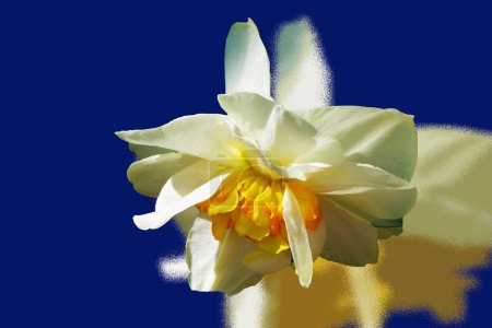 Photo for "White daffodils on a bright blue spring background" - Royalty Free Image