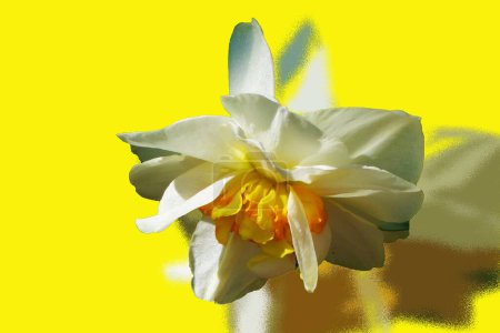 Foto de Narcisos blancos estilizados sobre fondo amarillo primaveral - Imagen libre de derechos