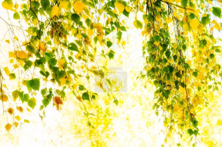 Téléchargez les photos : Feuilles vertes au soleil, fond nature - en image libre de droit