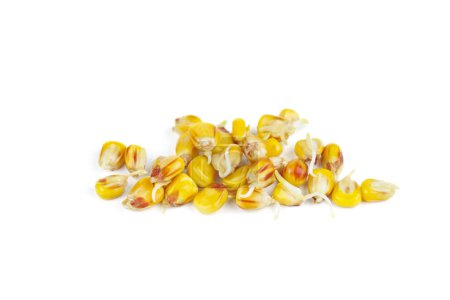 Photo for Corn seeds close up - Royalty Free Image