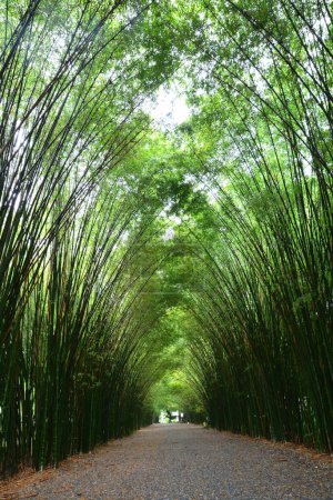 Téléchargez les photos : Tunnel bambous et passerelle, province de Nakhon Nayok en Thaïlande - en image libre de droit
