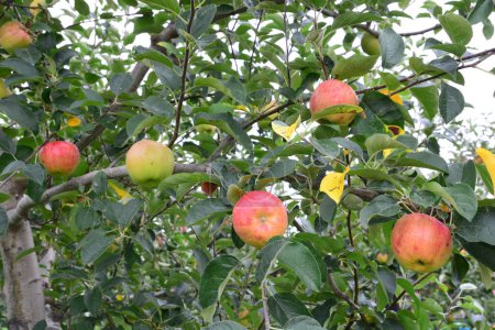 Téléchargez les photos : Pomme (Malus domestica), sur l'arbre, au Japon - en image libre de droit