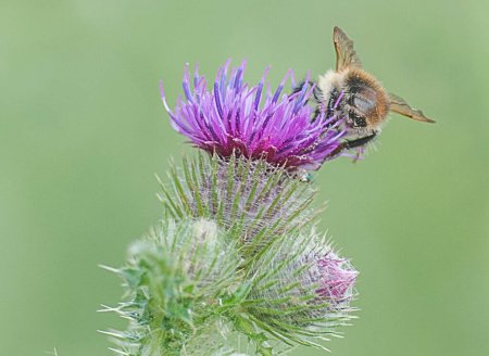 Photo for Bee on a thistle close up - Royalty Free Image