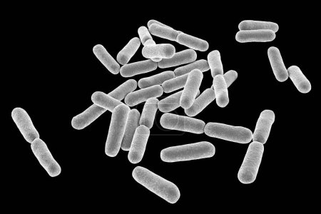 Foto de Bacterias probióticas Bacillus de cerca - Imagen libre de derechos