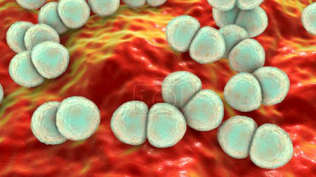 Photo for Bacteria Streptococcus pneumoniae, microbiology concept - Royalty Free Image
