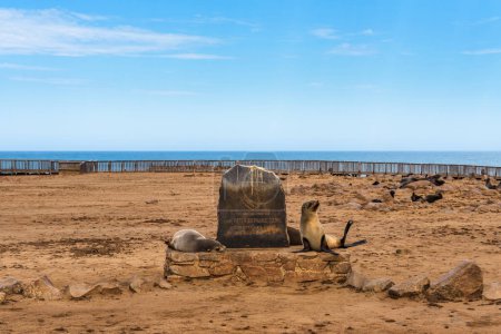 Foto de Sellos en la Reserva del Sello de la Cruz del Cabo en Skeleton Coast, Namibia - Imagen libre de derechos