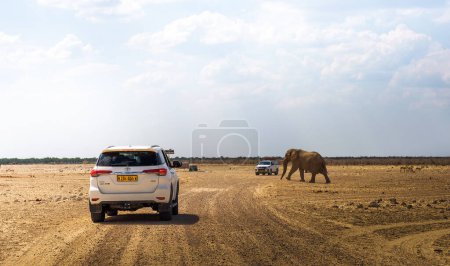 Téléchargez les photos : Un grand éléphant africain traverse une route de gravier dans le parc national d'Etosha, en Namibie - en image libre de droit