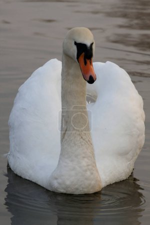 Photo for Close up of swan in lake - Royalty Free Image