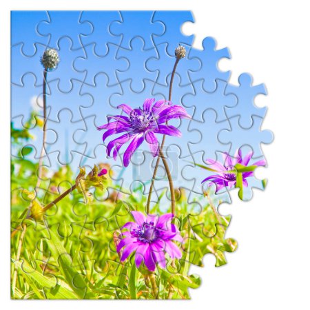 Téléchargez les photos : Concept de printemps avec des fleurs violettes en forme de puzzle - en image libre de droit