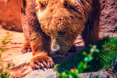 Téléchargez les photos : Beau spécimen d'ours brun dans des tons chauds. Ursus arctos - en image libre de droit