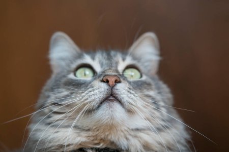 Foto de Primer plano cara de un gris tabby gato mirando hacia arriba - Imagen libre de derechos