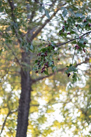 Photo for A big Jujube fruits on tree - Royalty Free Image