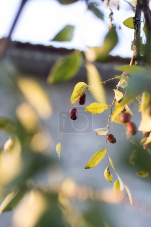 Photo for A big Jujube fruits on tree - Royalty Free Image