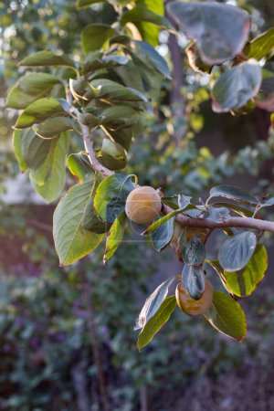 Téléchargez les photos : Un grand Jujube fruits sur l'arbre - en image libre de droit
