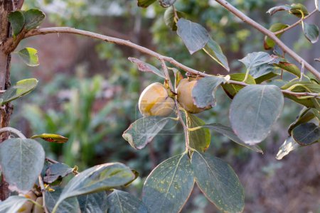 Foto de Una gran fruta de Jujube en el árbol - Imagen libre de derechos