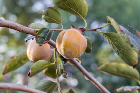 Téléchargez les photos : Un grand Jujube fruits sur l'arbre - en image libre de droit