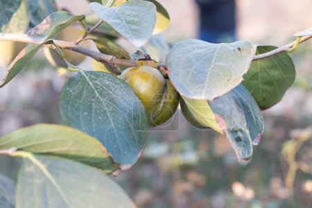 Foto de Una gran fruta de Jujube en el árbol - Imagen libre de derechos
