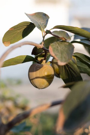 Téléchargez les photos : Arbre aux pommiers et aux feuilles. concept de récolte - en image libre de droit