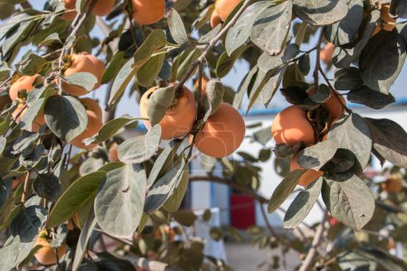 Foto de Árbol con frutas de manzana. concepto de cosecha - Imagen libre de derechos