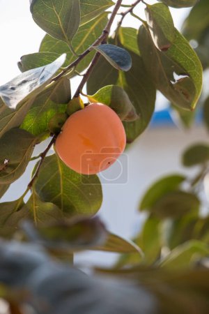 Foto de Árbol con fruta de manzana y hojas. concepto de cosecha - Imagen libre de derechos