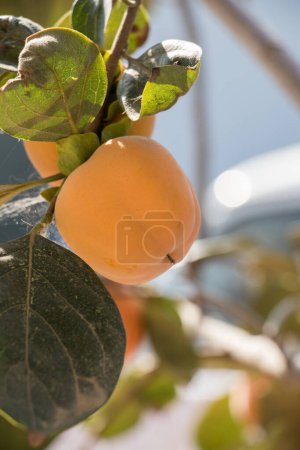 Photo for Tree with apple fruits. harvest concept - Royalty Free Image