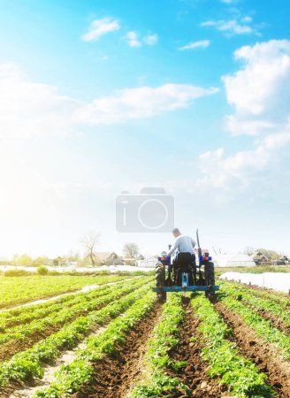 "A farmer on a tractor loosens the soil and removes weeds on a potato plantation. Farming agricultural industry. Processing and cultivation of soil. The process of growing food on a farm."