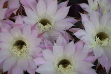 Foto de Hermosas flores florecientes. Concepto horario de verano - Imagen libre de derechos