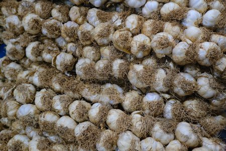 Photo for Close-up view of fresh organic Garlic bulbs - Royalty Free Image