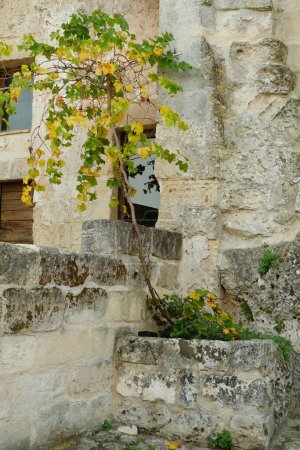 Téléchargez les photos : Cépages cultivés dans une jardinière en pierre dans le Sassi de Matera - en image libre de droit