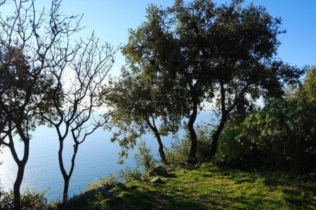 Foto de Roble y arbustos mediterráneos en las colinas escarpadas - Imagen libre de derechos