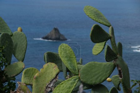 Photo for Prickly pear plants near the Cinque Terre marine park. - Royalty Free Image