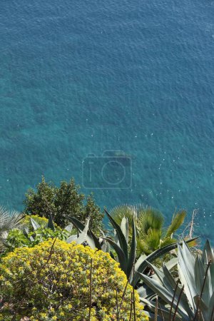 Photo for Hills of the Cinque Terre with typical Mediterranean vegetation. Euphorbia. Sea with motorboat trail. - Royalty Free Image