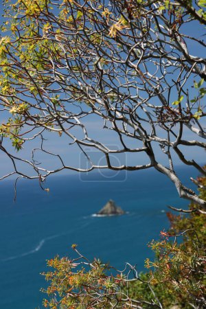 Foto de Colinas del Cinque Terre con vegetación típica mediterránea. Euforbia. - Imagen libre de derechos