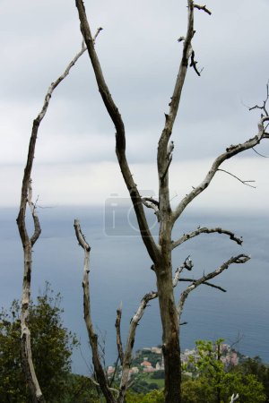 Photo for Shrubs burned by the fire in the Cinque Terre. - Royalty Free Image