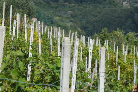 Foto de Viña de uvas Sciacchetra en las colinas del Cinque Terre - Imagen libre de derechos