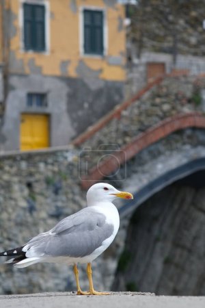 Foto de "Young seagull photographed in the town of Riomaggiore in the Cin" - Imagen libre de derechos