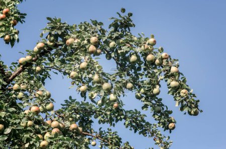 Téléchargez les photos : Poires mûrissantes sur les branches d'un arbre - en image libre de droit