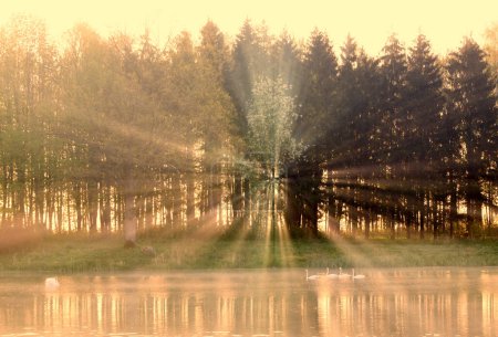 Téléchargez les photos : Rayons de soleil à travers les arbres - en image libre de droit