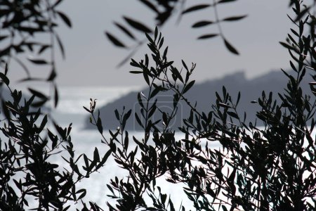 Foto de Planta de olivo en el fondo con el Mar de Liguria. Permiso de oliva - Imagen libre de derechos
