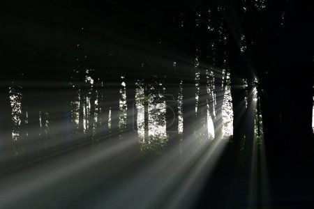 Foto de Rayos de sol a través de los árboles, blanco y negro - Imagen libre de derechos