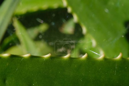 Foto de Vista de cerca del Aloe vera orgánico verde fresco - Imagen libre de derechos